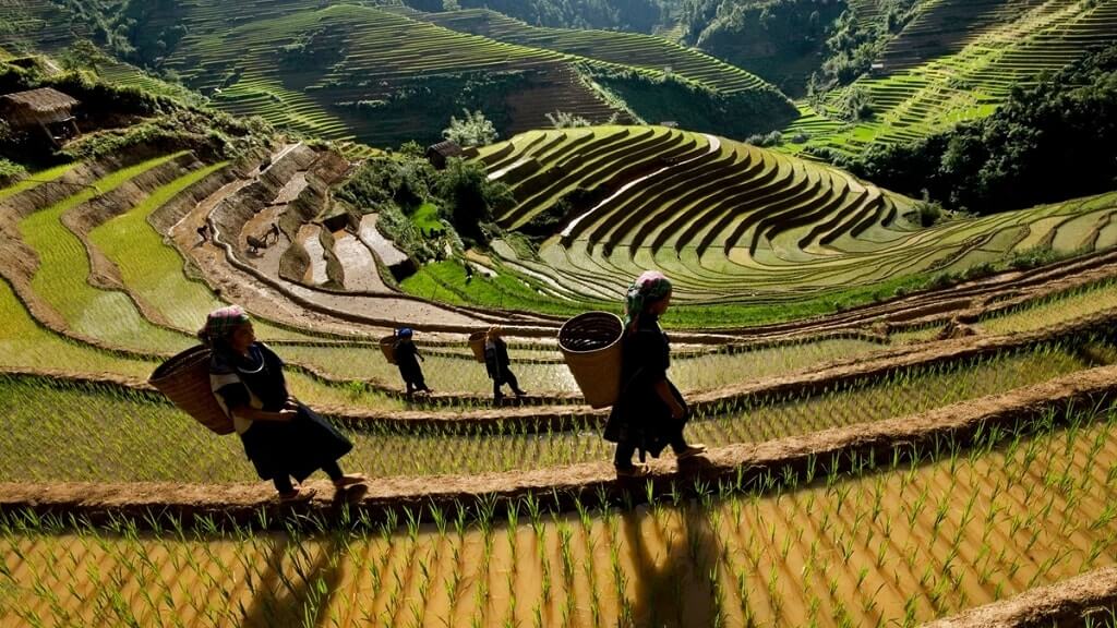 Mu Cang Chai et la saison du riz